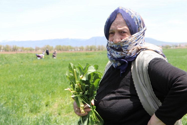 Erzurum'da çayır ve meralarda 'evelik otu' mesaisi