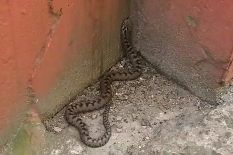 Karadeniz'de yılan korkusu!