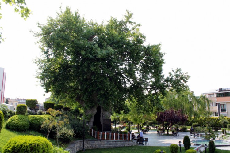 850 yıllık çınar ağacı zamana meydan okuyor