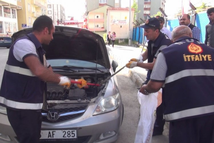 Zehirli engerek otomobilin motoruna girdi