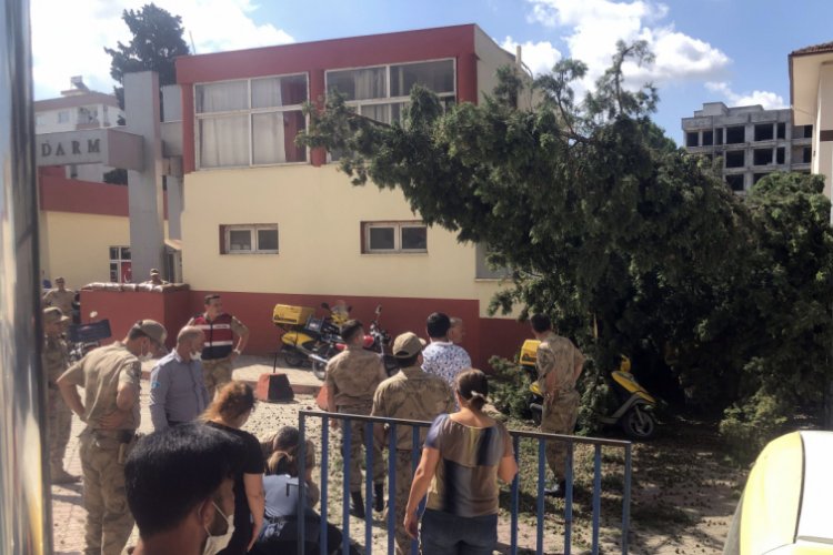 Kesilen ağaç postacının üzerine düştü