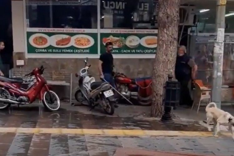 Köpeği döven adama barınakta hayvan bakma cezası