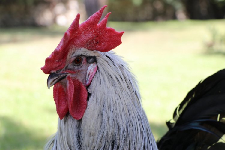 Denizli horozunun genleri korunuyor