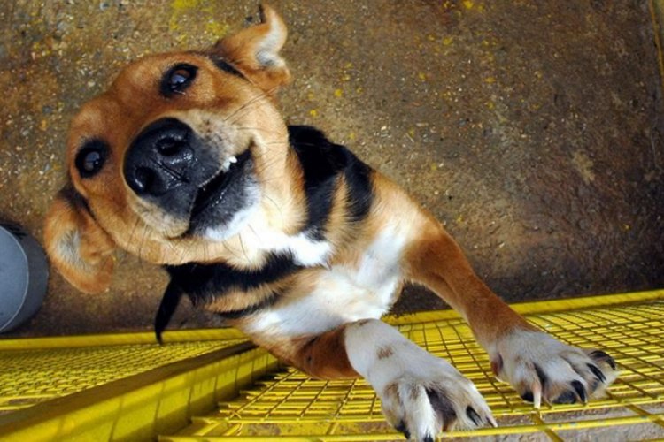 Çin'de köpek eti festivali tepkilere rağmen başladı