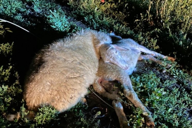 Kütahya'da 6 küçükbaş hayvan ve bir köpek telef oldu