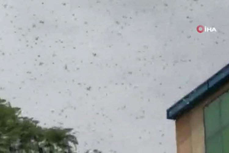 Hindistan'da çekirge istilası paniği