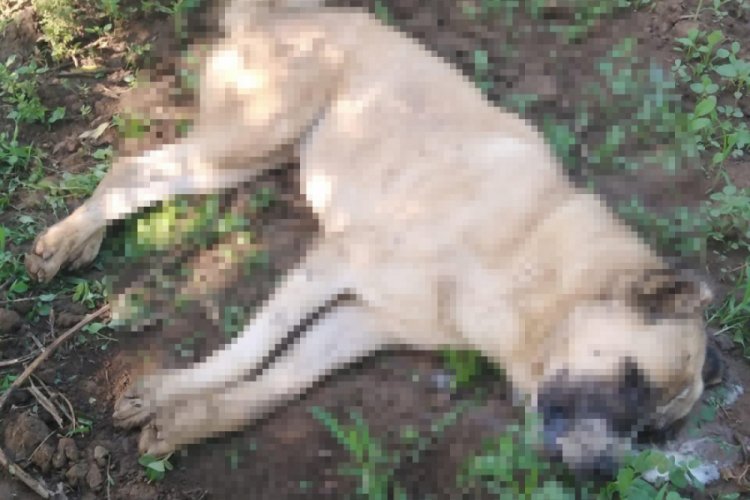 Bursa İznik'te 4 köpek ölü bulundu