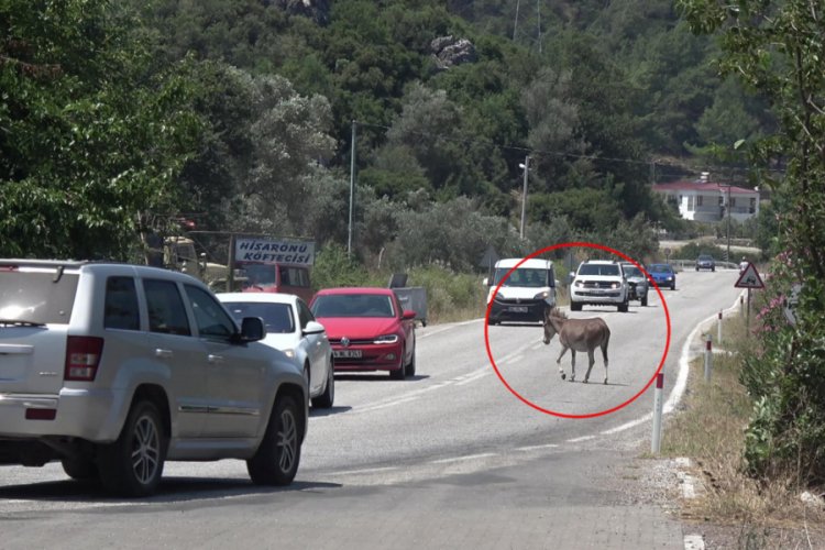 Trafikte başıboş eşek tehlikesi