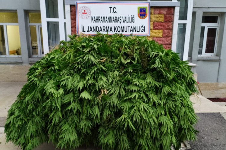 Mısır tarlasında 2 bin 350 kök Hint keneviri ele geçirildi