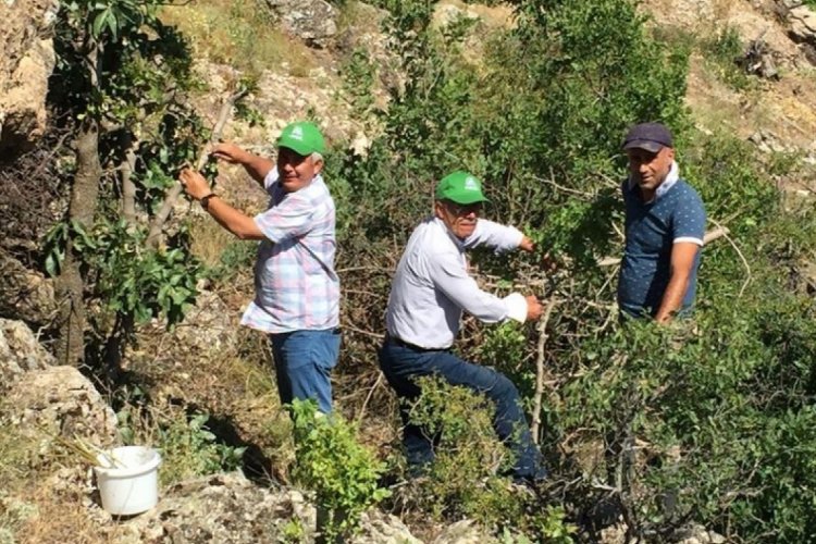 Malatya'da antepfıstığı yaygınlaşıyor