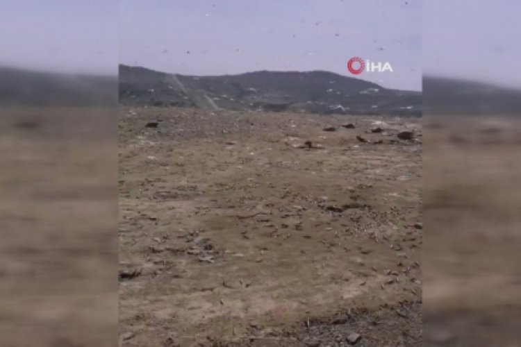 Suudi Arabistan'da çekirge istilası panik yarattı