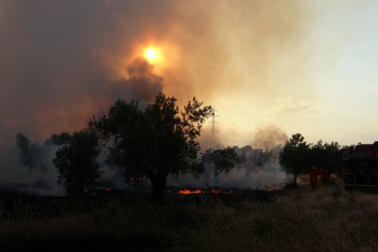 Antalya Zeytinpark'ta korkutan yangın