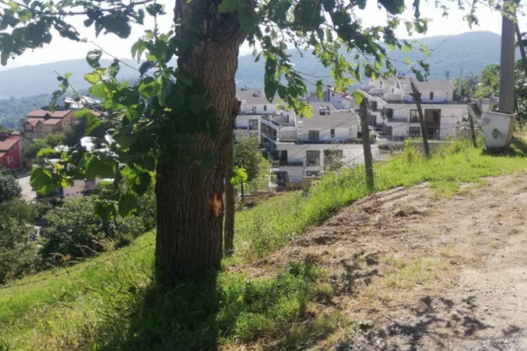 Çöp kamyonu ile ağaç arasında kaldı