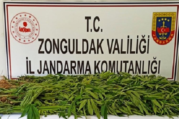 143 kök kenevir ele geçirildi