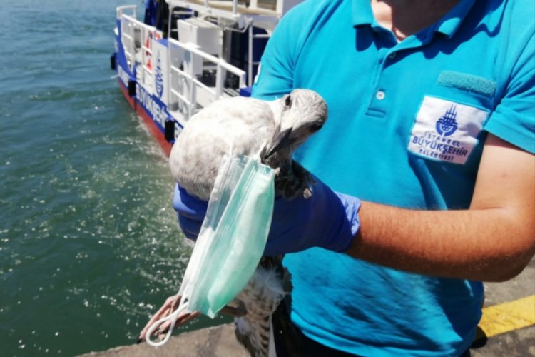Boynuna cerrahi maske dolanan martıyı görevliler kurtardı