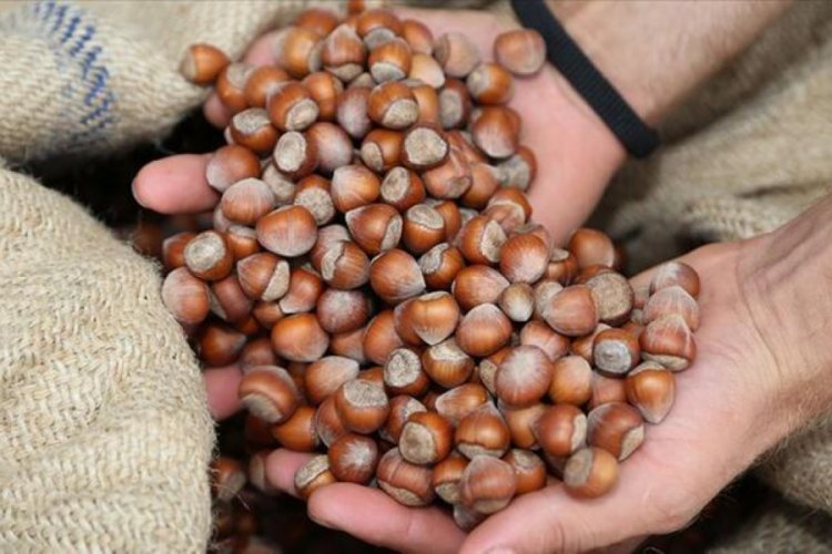 Fındıkta 2020 rekoltesi belirleniyor