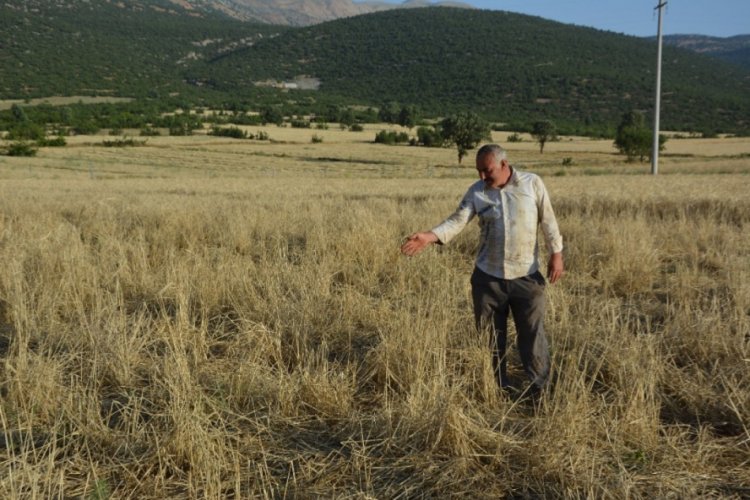Domuzlar arpa tarlasını istila etti