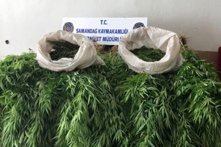 Hatay'da 410 kök Hint kenevir ele geçirildi