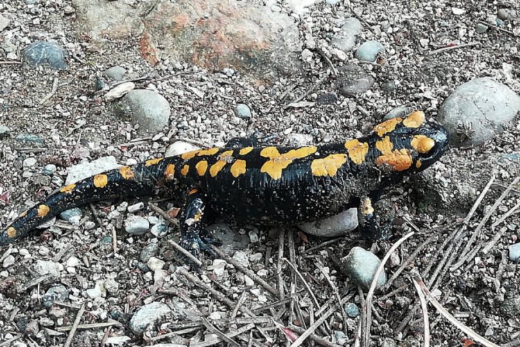 Amanoslar'da 'sarı benekli semender' görüntülendi