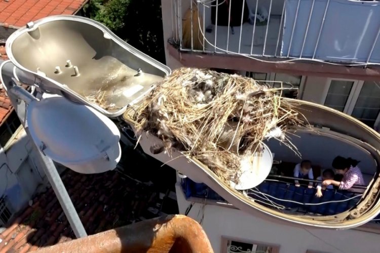 Bursa'da arıza için gittiler, kuş yuvasıyla karşılaştılar