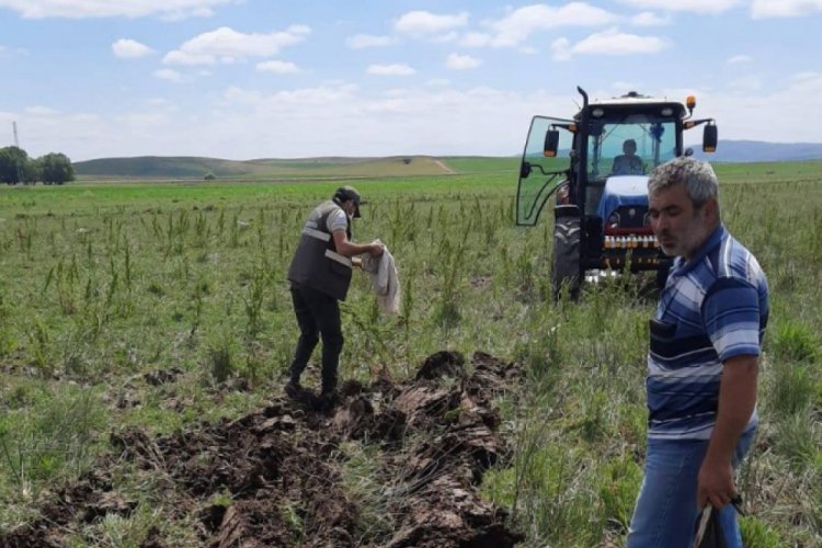 Kaçak avcıların topladığı salepler yeniden toprakla buluştu