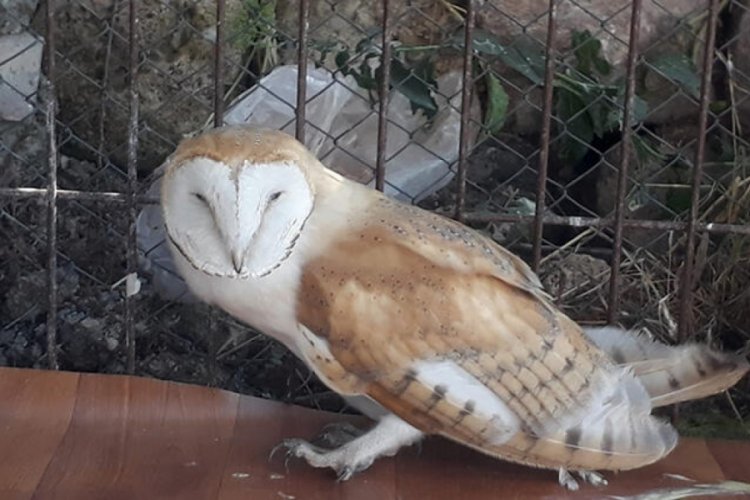 Yaralı bulunan peçeli baykuş tedaviye alındı