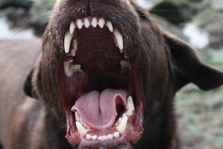İkiz bebekler köpek saldırısında öldü