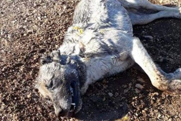 Yayladaki 7 köpek zehirlendi