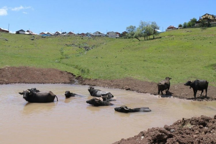 'Afrika'nın Savanası' değil Ordu