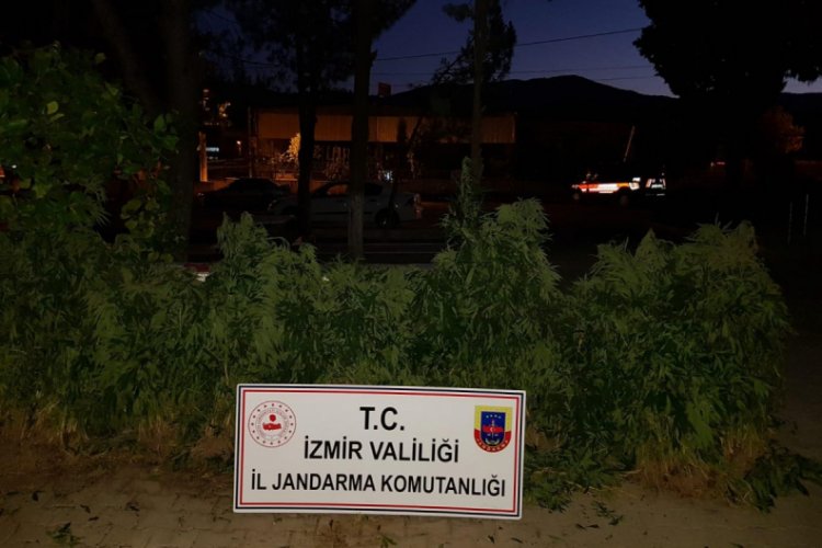 3 bin 574 kök Hint keneviri ele geçirildi