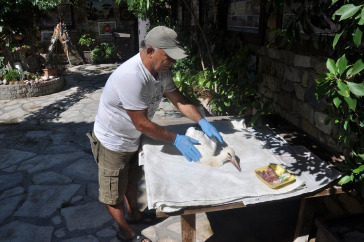 Ayağı kopan leylek yavrusu tedavi altına alındı