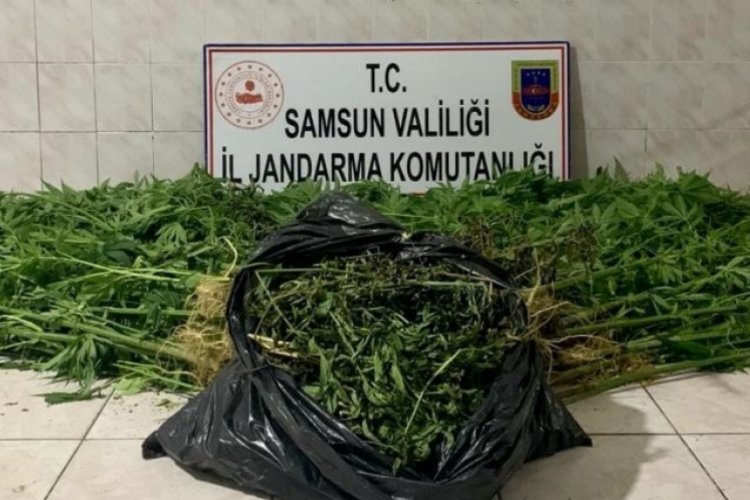 Kenevir yetiştiren 2 şahıs suçüstü yakalandı
