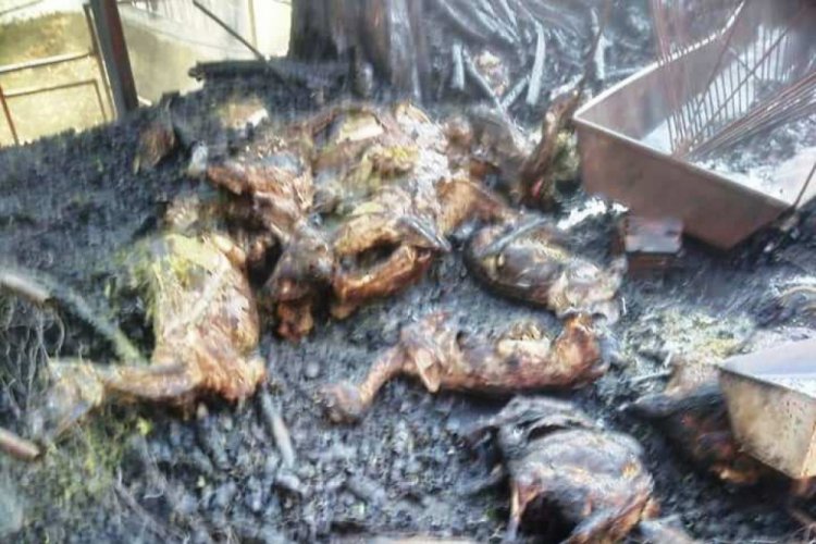 Yangında bir ev kullanılmaz hale geldi, 20 koyun telef oldu