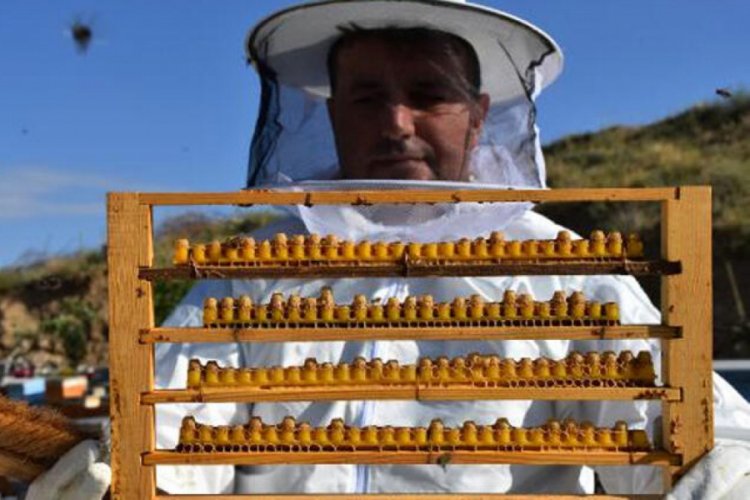 Arı sütünün kilosu 7 bin liradan alıcı buluyor