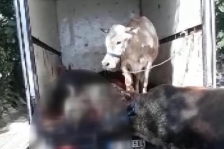 Kapalı kasa kamyonette havasız kalan kurbanlıklar telef oldu
