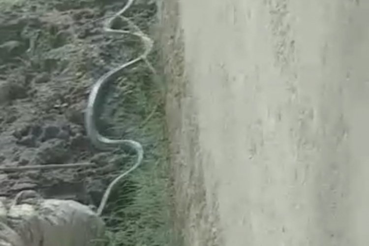 Bursa'da mobilyacının bahçesine giren yılanı itfaiyeciler yakaladı
