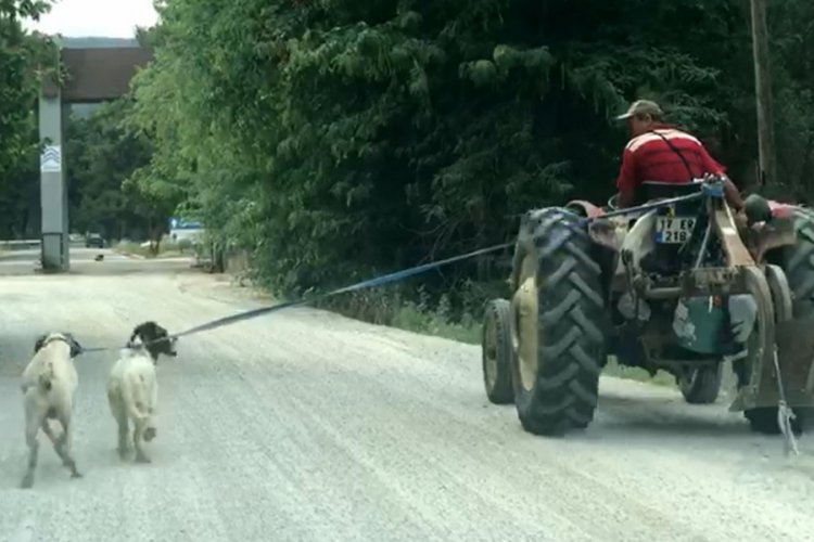 İki köpeğini traktöre bağlayıp götürdü