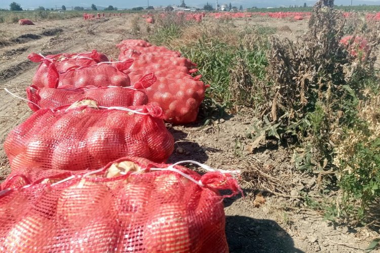 Bursa'da binlerce dönüm soğan bedava dağıtıldı