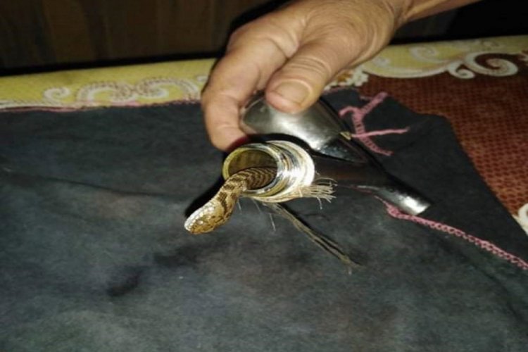 Musluktan yılan çıktı