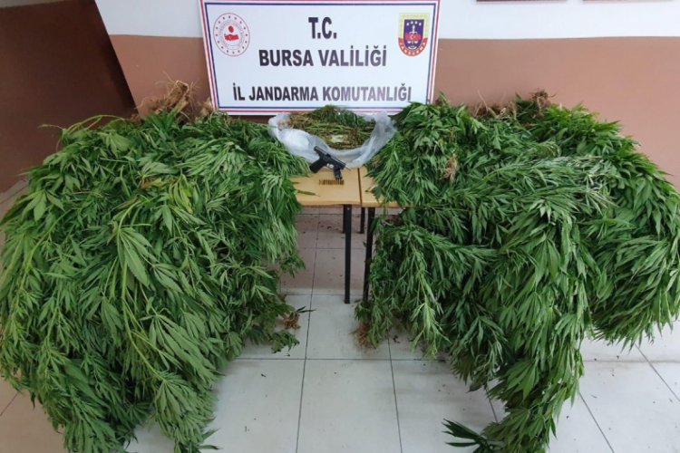 Bursa'da 20 yıl hapis cezası bulunan şüpheli ormanlık alanda esrar tarlasında yakalandı