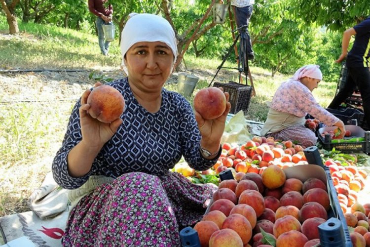 Şeftali tarlada 2 lira, markette 8 lira