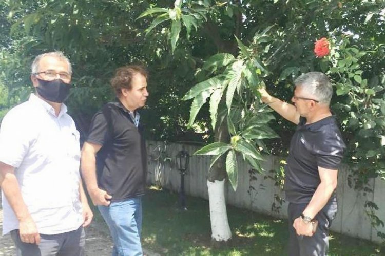 Bursalı firma Karadeniz'de kestane üretimine destek verecek