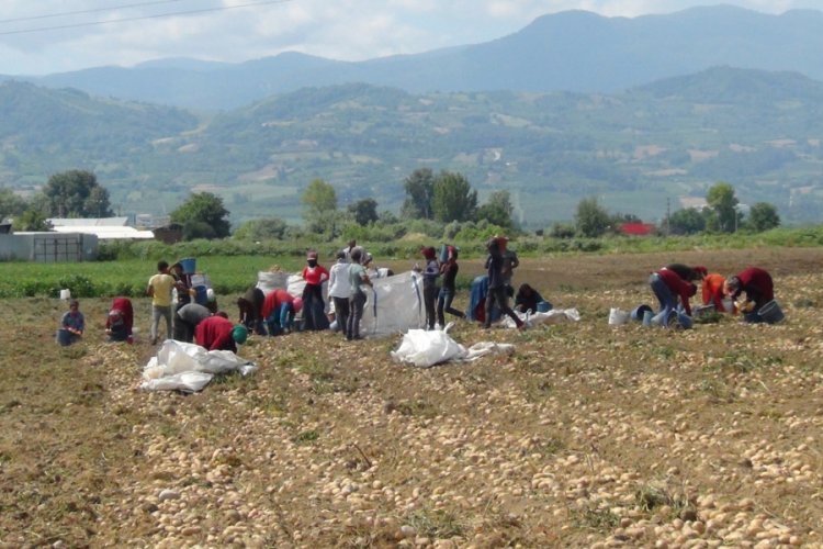 Bursa'da patates hasadı başladı, çiftçi umduğunu bulmadı