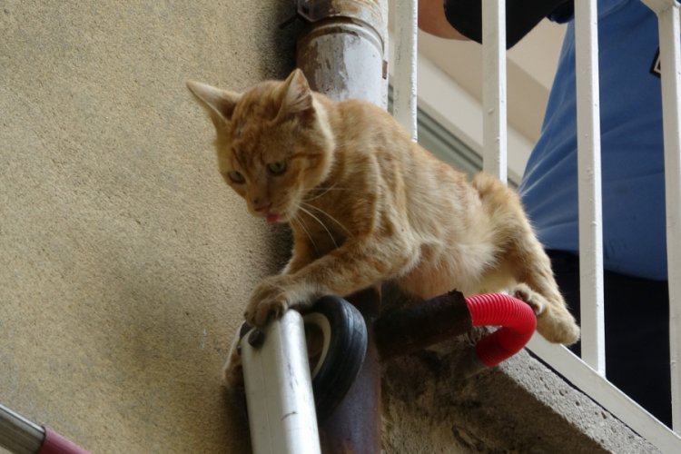 Bursa�da açlıktan ölmek üzere olan kedi kurtarıldı Bursa Haberleri
