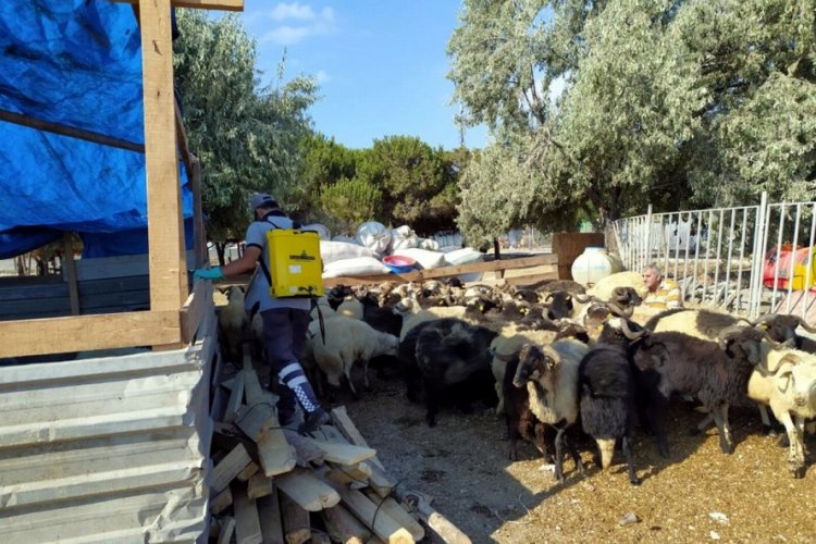 Bursa Büyükşehir'den Mudanya'da kara sinekle mücadele
