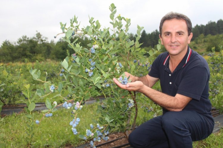 Bursa'da yetiştiriliyor, kilosu 60 TL