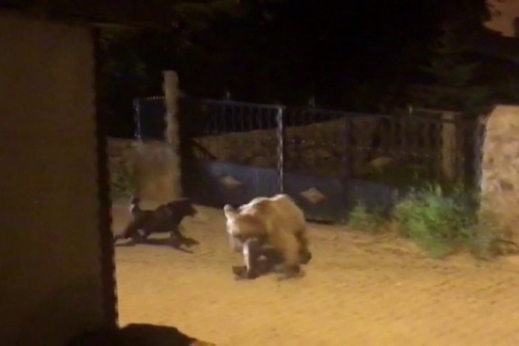 Yavru boz ayı kaçtı, köpek kovaladı