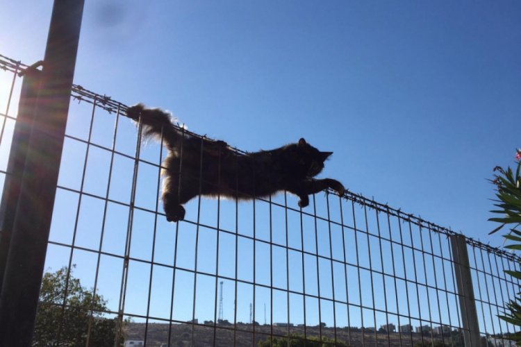 Muğla'da kedi tele sıkıştı, itfaiye yardıma koştu