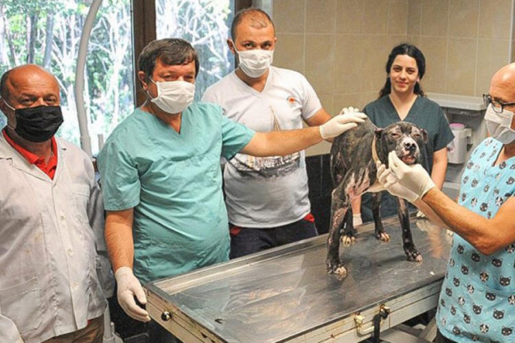 Alevlerin arasından kurtarılan pitbullun tedavisi sürüyor