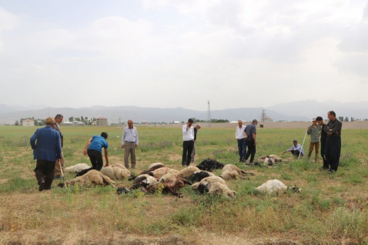 Yıldırımlar can aldı: 1 kişi öldü, 19 koyun telef oldu